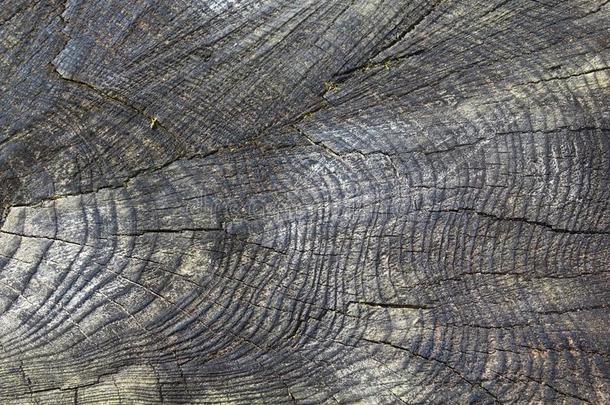 木制的结构关于一树树干