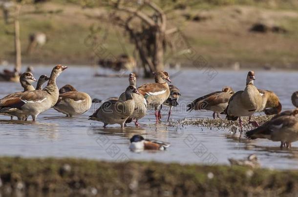 兽群关于埃及的goose的复数形式漫游的采用湖