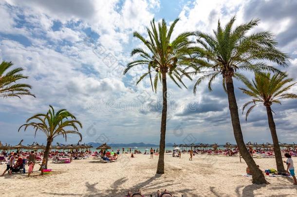 手掌树向阿尔库迪亚海滩,马略卡岛,巴利阿里群岛岛,西班牙