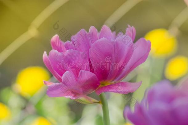 紫色的郁金香花.田和紫色的丁香花属郁金香s
