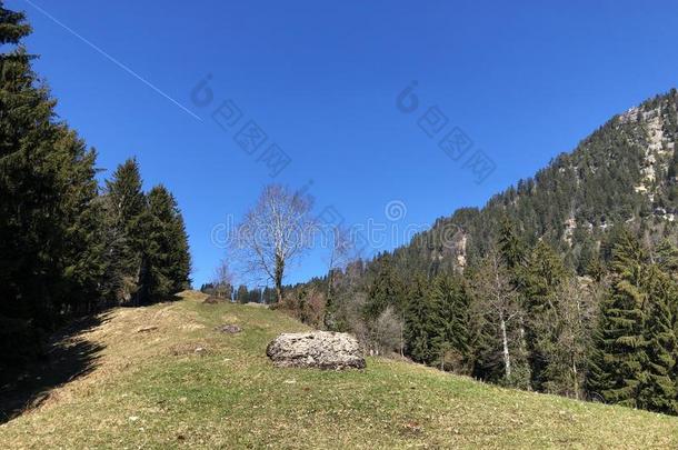 春季牧草地和草地向指已提到的人斜坡关于登上里吉山