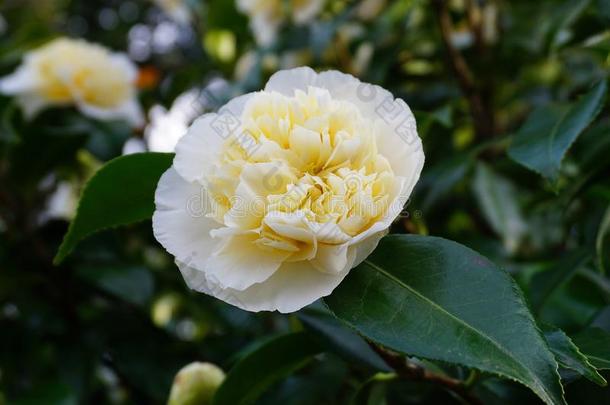 不可思议的美丽的白色的山茶-山茶日本产植物诺比利斯