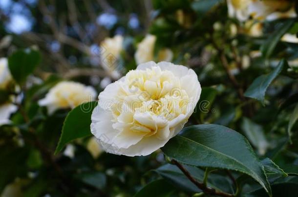 不可思议的美丽的白色的山茶-山茶日本产植物诺比利斯