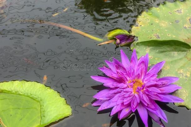 紫罗兰莲花采用池塘和莲花叶子和漂亮的小的鱼