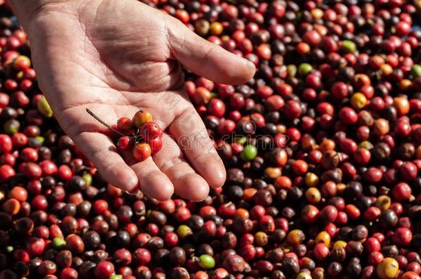 新鲜的阿拉伯咖啡咖啡豆浆果.有机的咖啡豆农场