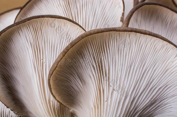 牡蛎蘑菇或侧茸鸵鸟蘑菇
