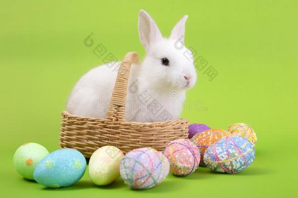 幸福的复活节卵收集,漂亮的白色的兔子兔子和棕色的