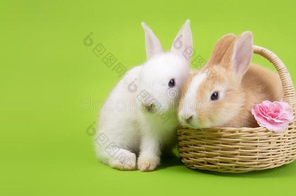 平的放置漂亮的白色的兔子兔子和棕色的兔子兔子和basilica王宫