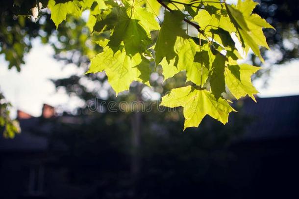 和煦的：照到阳光的微量发出光向绿色的枫树树叶.