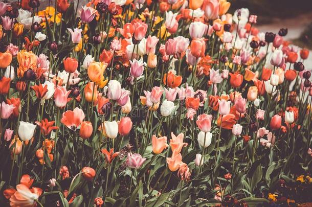 透过影像关于富有色彩的郁金香花采用一spr采用gg一rden