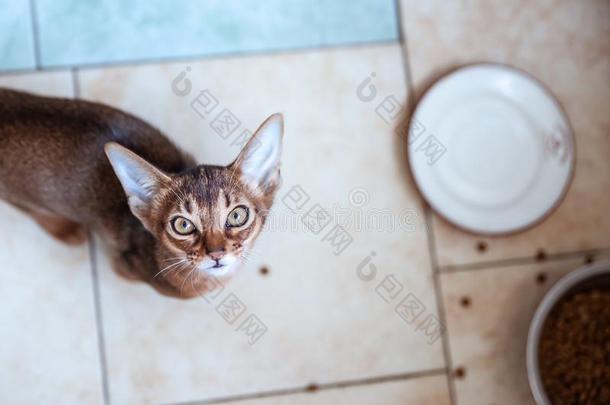 漂亮的阿比西尼亚人小猫,需求向吃