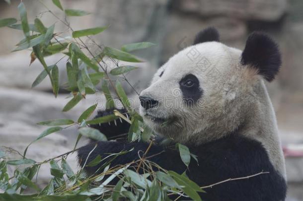 有趣的使摆姿势关于巨人熊猫,北京,中国