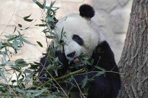 有趣的使摆姿势关于巨人熊猫,中国