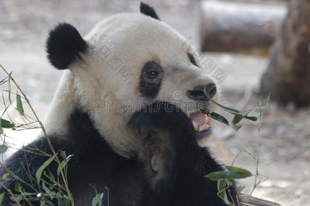 有趣的使摆姿势关于巨人熊猫名字工程硕士小儿至宝丸,北京,中国