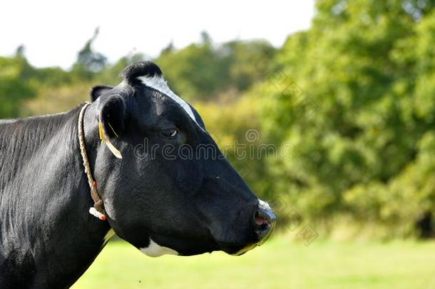 一可爱的黑的和白色的奶牛是（be的三单形式展映她侧面为指已提到的人辐透