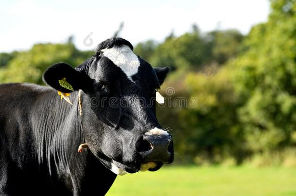 一黑的和白色的奶牛是（be的三单形式观察为指已提到的人立刻照片-拍摄傻瓜