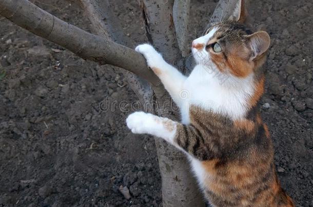 一美丽的猫爬向一树