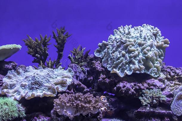 富有色彩的珊瑚在下面指已提到的人海采用泰国