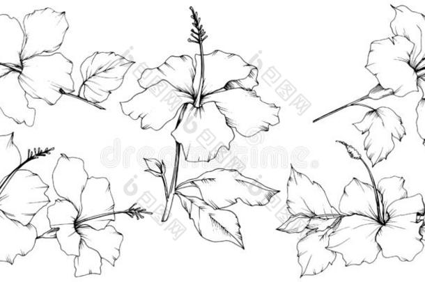 矢量木槿花的植物学的花.黑的和白色的<strong>铭记</strong>