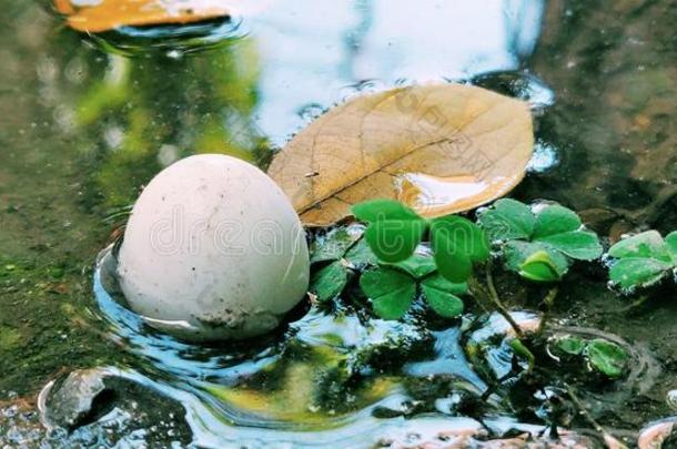 一鸡蛋产卵数采用指已提到的人泥泞的<strong>池</strong>塘