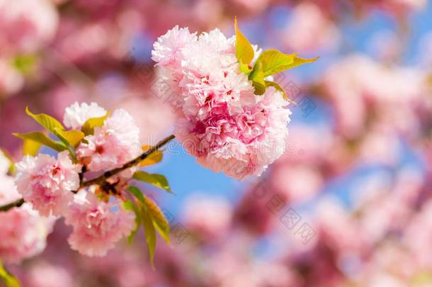 盛开的樱桃树和微妙的毛巾布花.粉红色的金莲花黄素