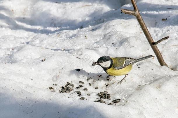 伟大的山雀食物向日葵种子采用指已提到的人雪