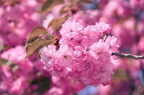 <strong>樱花</strong>花,明亮的美丽的风景,春季季<strong>节</strong>