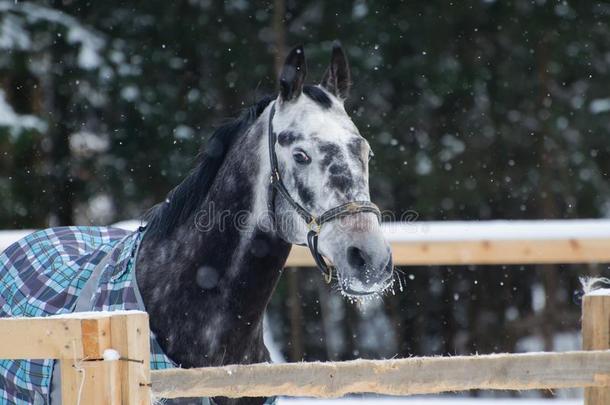 肖像关于一纯种的动物马灰色的有斑点的在下面指已提到的人雪
