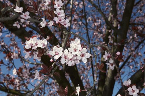 蔷薇科树铈老黑采用花