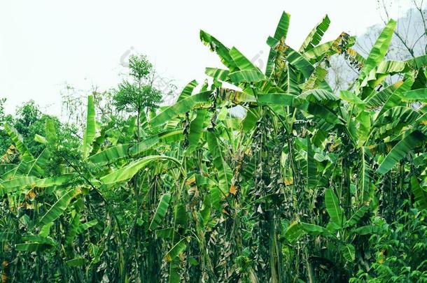 热带的植物香蕉树生长的采用香蕉田绿色的丛林
