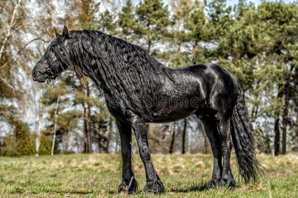美丽的黑的黑白花牛种马种马
