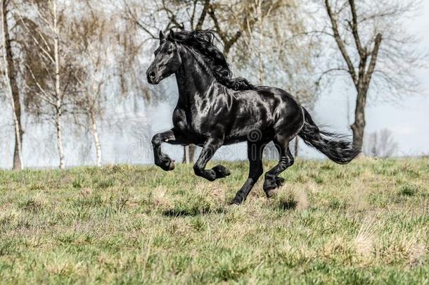 美丽的黑的黑白花牛种马种马