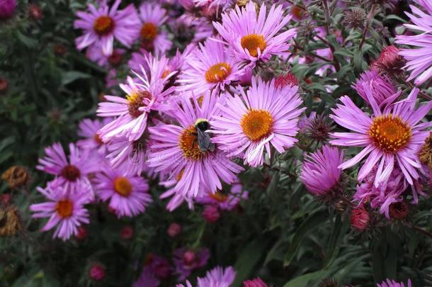 漂亮的光<strong>紫色</strong>的紫菀属植物花盛开的采用<strong>范</strong>库弗峰