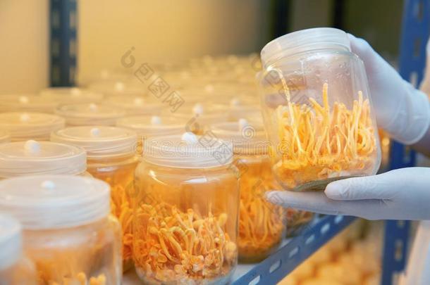 专家科学家试验和发展金色的黄色的冬虫夏草采用实验室