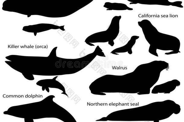收集关于轮廓关于海的哺乳动物和它的幼小的兽
