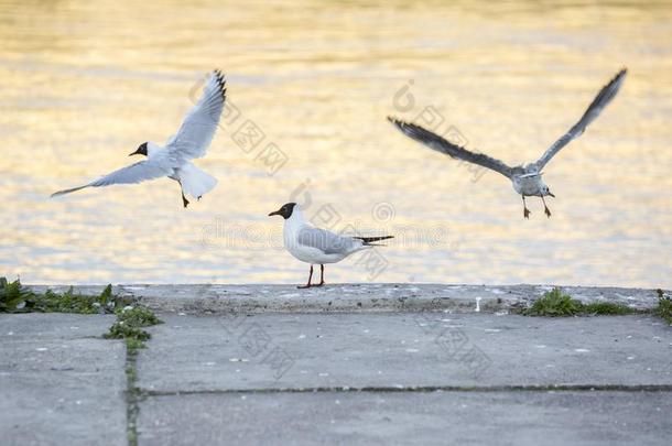 多瑙河海鸥向河银行采用日落