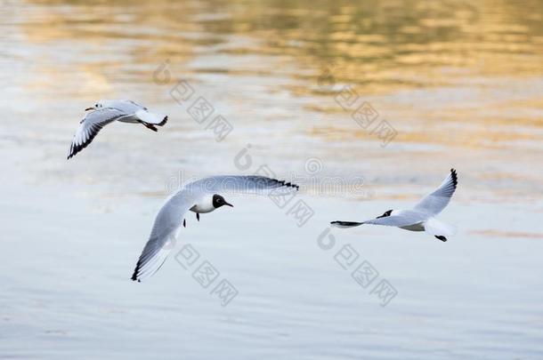 多瑙河海鸥飞行的在上面河采用日落