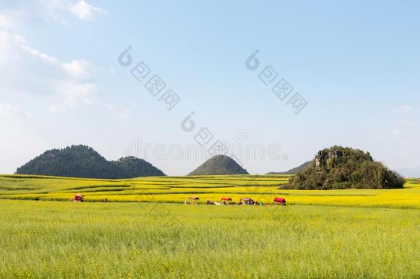 云南云南卢平春季风景