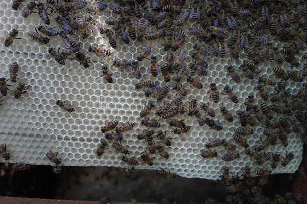 越南人蜂蜜蜜蜂是家庭的蜜蜂或呼唤亚洲人蜜蜂,和