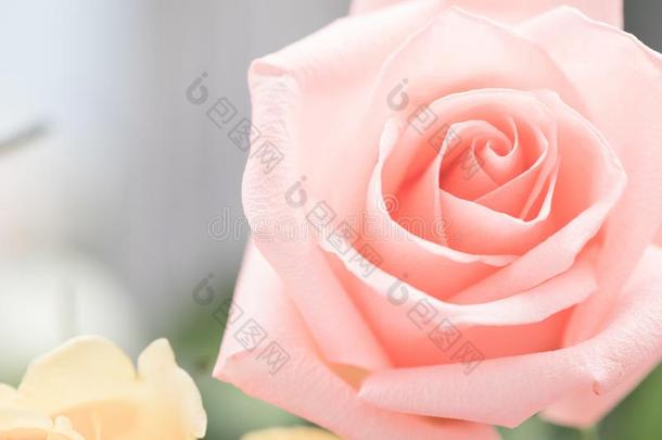 情人爱心珊瑚新鲜的粉红色的玫瑰