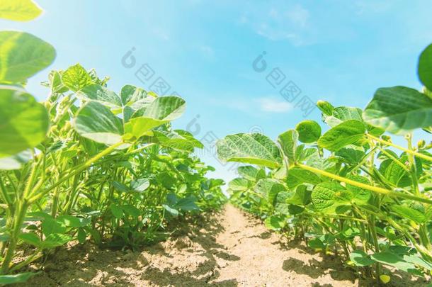 年幼的绿色的大豆植物和大大地树叶种植采用指已提到的人田