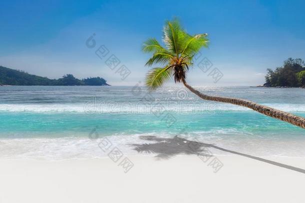 椰子手掌向热带的海滩
