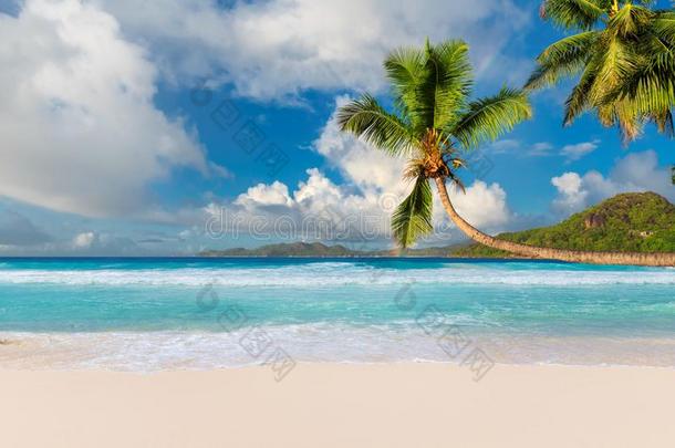 椰子手掌树向热带的海滩