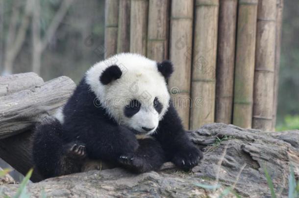 有趣的使摆姿势关于小的婴儿熊猫,熊猫山谷,中国
