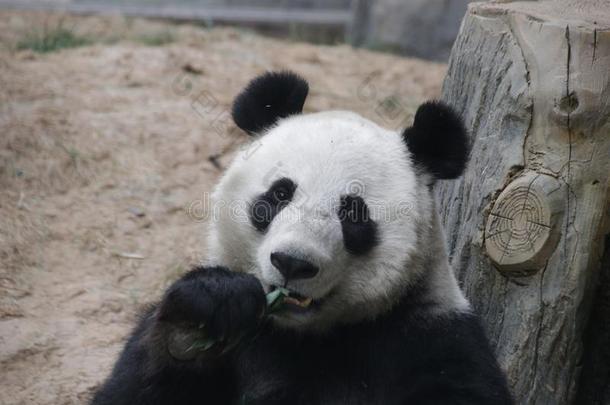 有趣的使摆姿势关于巨人熊猫,保定,中国