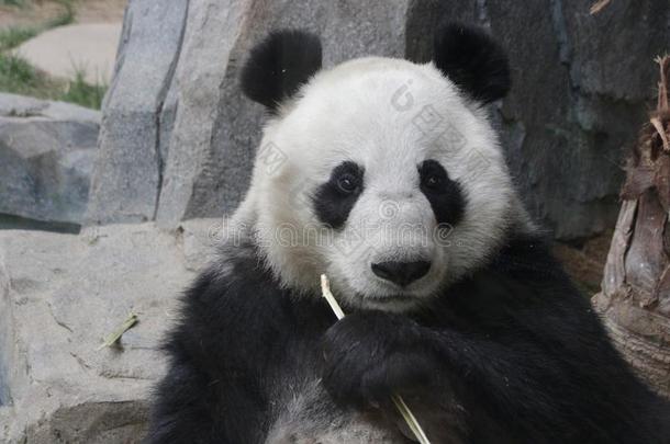 有趣的使摆姿势关于巨人熊猫,北京,中国