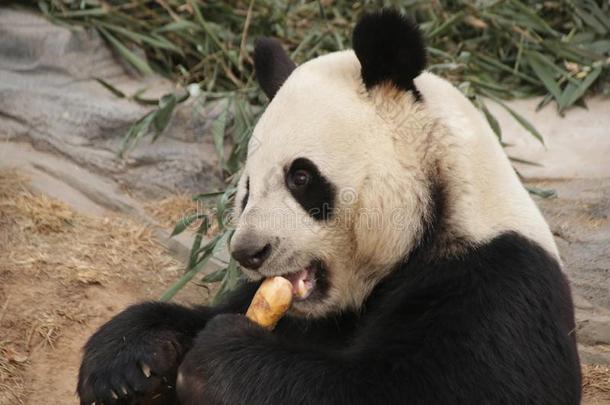 有趣的使摆姿势关于巨人熊猫,保定,中国