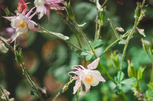 美丽的花昙花小米,关-在上面.自然的夏波黑