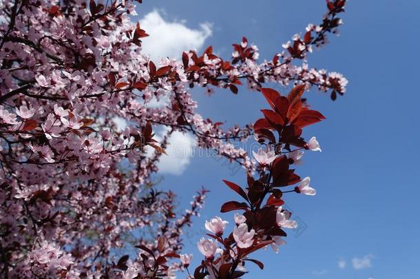 许多花向树枝关于蔷薇科树帕萨迪反对指已提到的人天