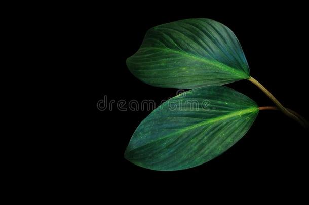 黑暗的绿色的树叶关于热带的植物的叶子植物生长的采用野生的弧点元